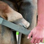 Pferd - Escofina Herrar 3515 350mm | Pferd Escofina Herrar 3515 350mm 0 1 Pferd - Escofina Herrar 3515 350mm |